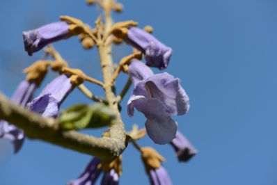 Blommande Kejsarträd - DBWs botaniska trädgård Visby