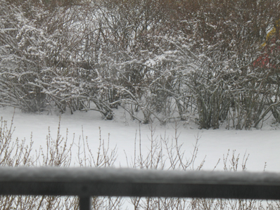 bild - snö på balkongräcke, buskar och marken